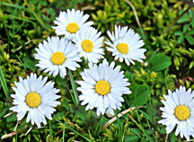 Daisys